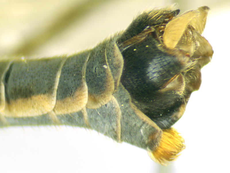 Tipula luna